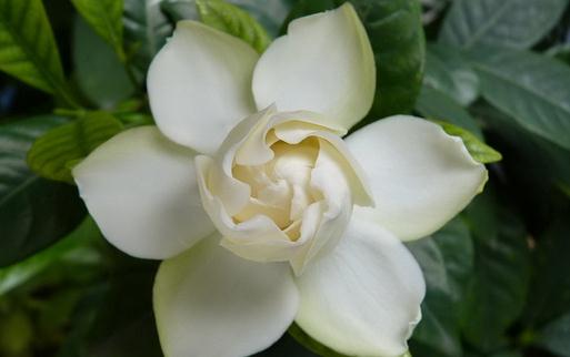 為什么你種的梔子花葉黃還不開花？