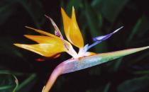 鶴望蘭對飼養(yǎng)環(huán)境有什么要求？