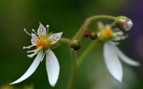 養好虎耳草的秘訣
