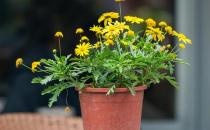 基質(zhì)栽培定植后如何管理？