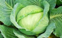 卷心菜營(yíng)養(yǎng)好 正確選購有方法
