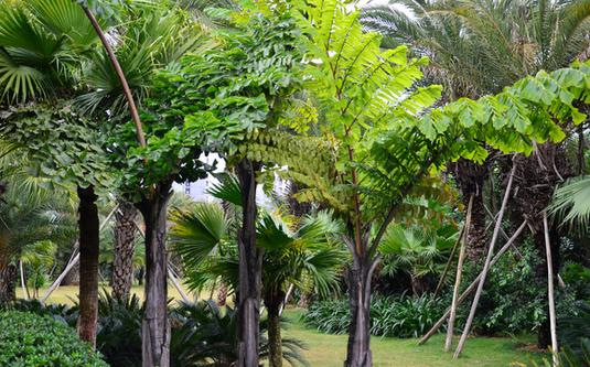 盆栽的魚尾葵植侏高大怎么處理?