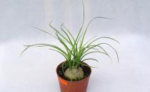 這樣種植酒瓶蘭可以葉綠形美哦！