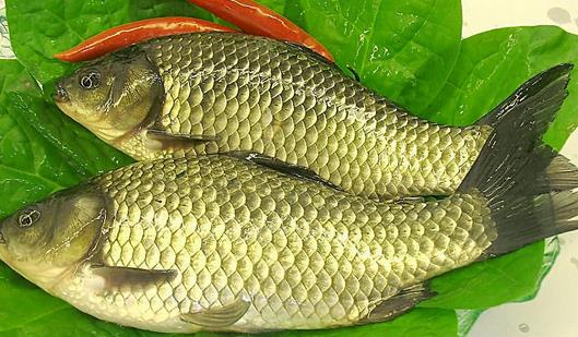 多吃魚好處多 春季吃哪種魚最好?