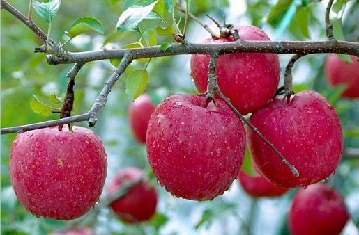 血糖低有哪些癥狀？低血糖如何飲食調理？