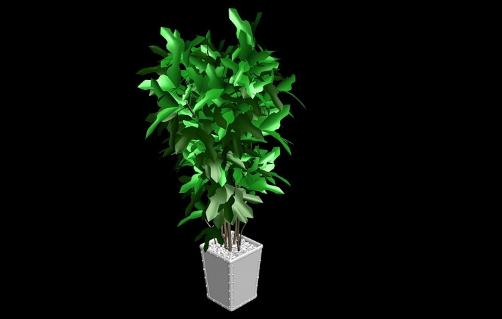 室內(nèi)觀葉植物的常見問題診治