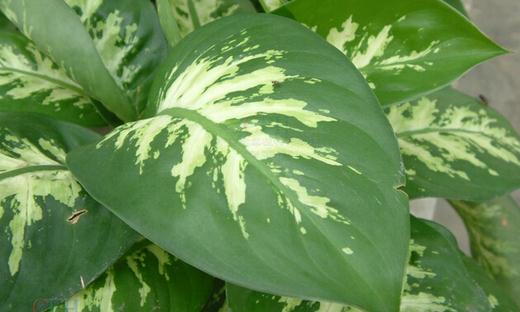 怎么挑選大王黛粉葉?大王黛粉葉如何養護?