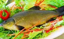 丁桂魚有什么營養價值與功效？