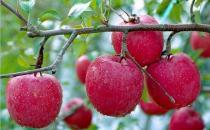 血糖低有哪些癥狀？低血糖如何飲食調(diào)理？