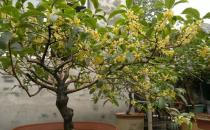 盆栽桂花不開花怎么辦？