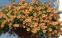 四月份如何養花最好？