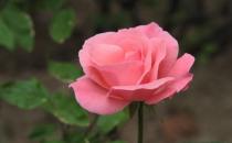 月季對生長環境的要求