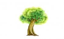 榕樹是怎樣的？怎么識(shí)別榕樹？