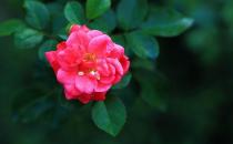 鉆石玫瑰怎么種植？鉆石玫瑰的栽培方法