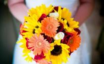 非洲菊如何挑選？非洲菊如何養(yǎng)護(hù)？