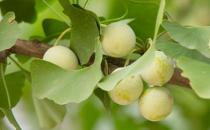 老年人吃什么可以預防心腦血管疾病