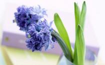 風信子可以水養嗎？風信子的水養方法