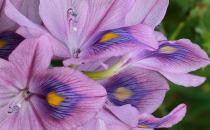 鳳眼蓮的生活習(xí)性 鳳眼蓮的特征