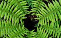蕨類植物的特點 蕨類植物的觀賞價值