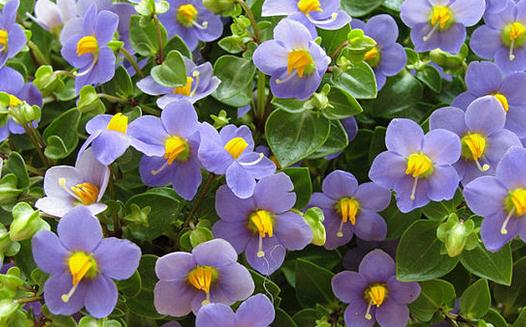 紫芳草如何挑選?紫芳草的種植方法