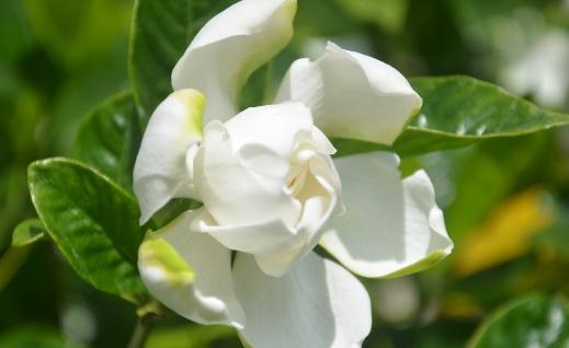 梔子花都有什么種類?梔子花對環境的要求