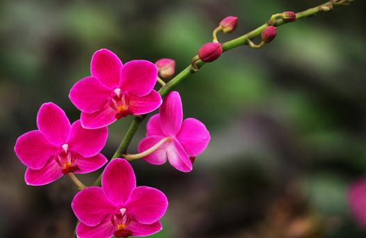 花卉缺素癥是什么原因？