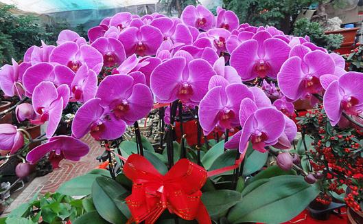 五月份養什么花最合適?