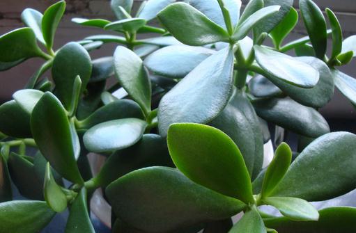 這樣養(yǎng)玉樹才會開花哦!