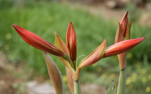 對人體健康不利的花卉有哪些?