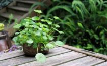 銅錢草的具體養(yǎng)護(hù)方法