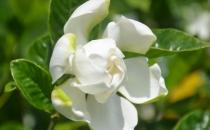 梔子花都有什么種類？梔子花對環境的要求