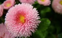 如何給養(yǎng)花的土壤消毒？