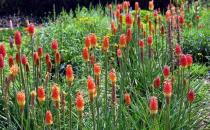 火炬花的種植方法和養(yǎng)護方法