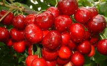 櫻桃的營養價值與功效盤點