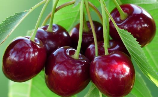 白領女性吃什么防輻射?防輻射食物與茶飲推薦