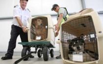 寵物可以帶出國嗎？怎么把寵物帶出國去？