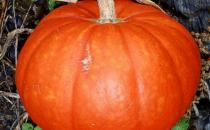 經期吃什么蔬菜好？