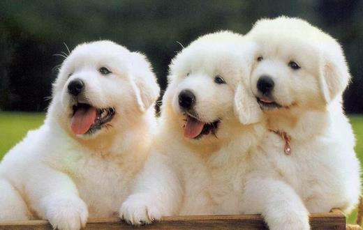 老人養(yǎng)狗好嗎?適合老人養(yǎng)狗的類型