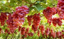 吃什么可以防曬？10種防曬護膚食物推薦