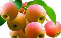 老人春季養生 這5種食物不能錯過