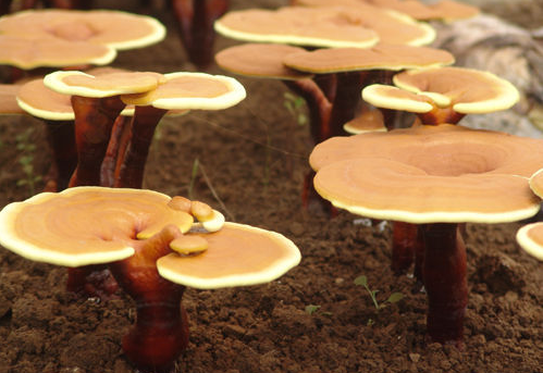 吃靈芝孢子粉的副作用及注意事項(xiàng)