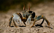 吃螃蟹要蘸醋的原因介紹