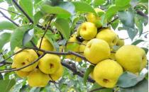 老人吃3種水果能養生