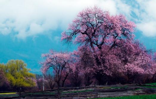 春游林芝賞桃花:沉醉在花的海洋