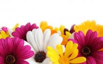 這樣擺放鮮花能增添客廳的風水哦！