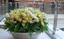 什么花卉最適合在室內養？