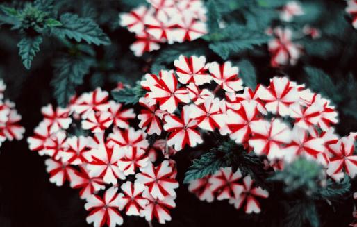 用花卉點綴你的家 讓家里更溫馨