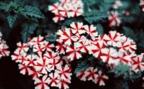 用花卉點綴你的家 讓家里更溫馨