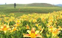 夏季肝膽濕熱怎么辦 清肝膽濕熱的食物推薦