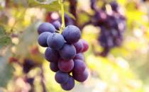 肝火旺盛怎么調理 試試這5種食療食物